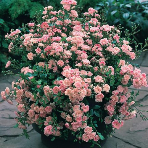 Rosa miniature ‘Pink’ – rózsaszín miniatűr rózsa