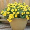 Rosa miniature 