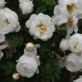 Rosa pimpinellifolia - Jajrózsa