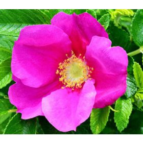 Rosa rugosa 'Rubra'- Japán rózsa