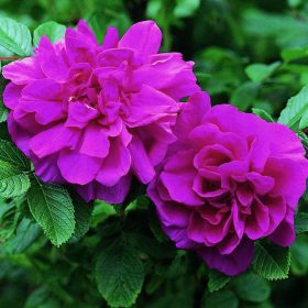Rosa rugosa 'Hansa'- Japán rózsa