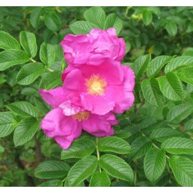  Rosa rugosa 'Pussy' - Japán rózsa 