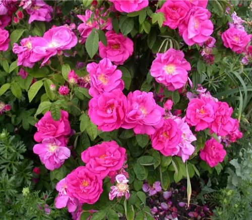  Rosa rugosa 'Pussy' - Japán rózsa 