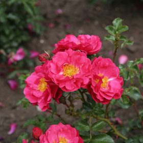 Rosa x kordesii 'Hotline'