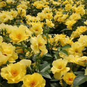 Rosa x kordesii 'Lemon Fizz'