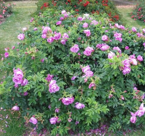 Rosa rugosa 'Pink Roadrunner'