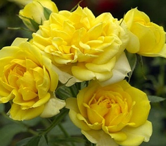 Rosa 'Yellow Fairy' - hangakerteszet.hu - kertésze