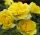 Rosa 'Yellow Fairy'