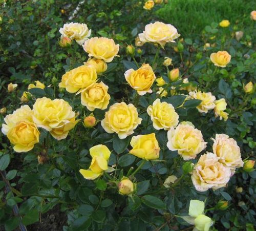 Rosa 'Yellow Fairy'