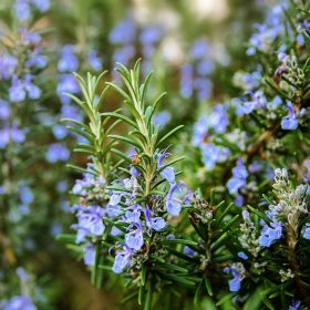 Rozmaring -  Rosmarinus officinalis 