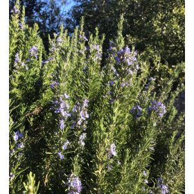 Rozmaring -  Rosmarinus officinalis 'Pyramidalis'