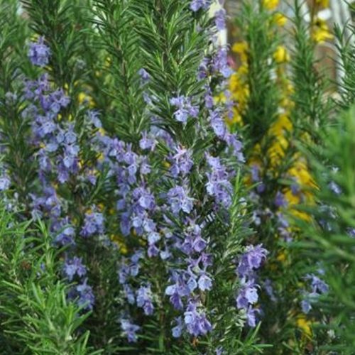 Rozmaring -  Rosmarinus officinalis 'Pyramidalis'