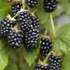 Fekete málna - Rubus idaeus 'Black Jewel' 
