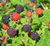 Fekete málna - Rubus idaeus 'Black Jewel' 
