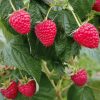 Folytontertmő málna - Rubus idaeus 'Husaria'