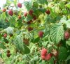Folytontertmő málna - Rubus idaeus 'Husaria'