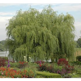   Szomorúfűz 'Tristis' fajta – Salix alba 'Tristis'