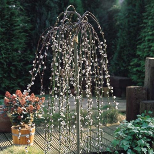 Csüngő barka 'Kilmarnock' fajta - Salix caprea 'Kilmarnock'