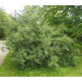   Keskenylevelű parti fűz 'Angustifolia' fajta - Salix elaeagnos 'Angustifolia'