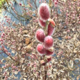   Rózsaszín barkafűz 'Mt Aso' fajta - Salix gracilistyla 'Mt Aso'