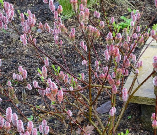 Rózsaszín barkafűz 'Mt Aso' fajta - Salix gracilistyla 'Mt Aso'