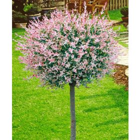   Tarkalevelű japán fűz 'Hakuso-Nishiki' bokor - Salix integra 'Hakuro- Nishiki'