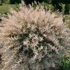 Tarkalevelű japán fűz 'Hakuso-Nishiki' törzses - Salix integra 'Hakuro- Nishiki'