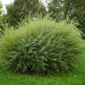   Törpe csigolyafűz 'Nana' fajta - Salix purpurea 'Nana'