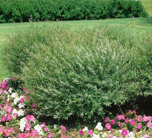 Törpe csigolyafűz 'Nana' fajta - Salix purpurea 'Nana'