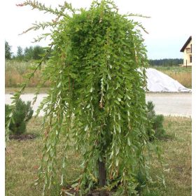   Szomorú kecskefűz 'Pendula' fajta - Salix purpurea 'Pendula'