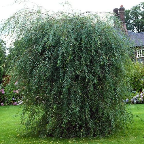 Szomorú kecskefűz 'Pendula' fajta - Salix purpurea 'Pendula'