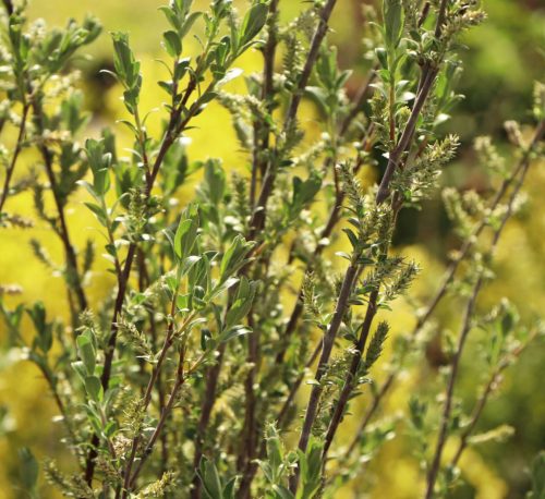 Kúszófűz - Salix repens nitida