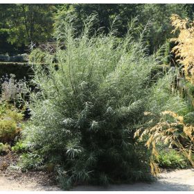 Serevényfűz - Salix rosmarinifolia