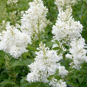   Kanadai orgona 'Agnes Smith' fajta - Syringa 'Agnes Smith'
