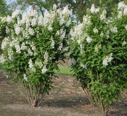 Kanadai orgona 'Agnes Smith' fajta - Syringa 'Agnes Smith'
