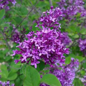   Törpe orgona 'Bloomerang Dark Purple' fajta - Syringa 'Bloomerang Dark Purple'