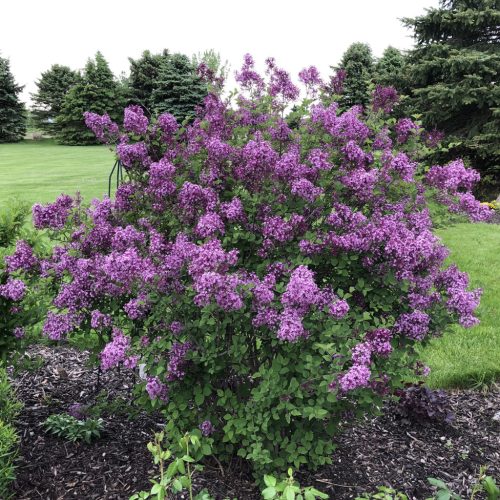 Törpe orgona 'Bloomerang Dark Purple' fajta - Syringa 'Bloomerang Dark Purple'