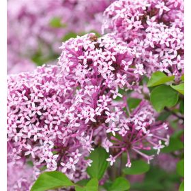   Törpe orgona 'Lillifee' fajta - Syringa meyeri 'Lillifee'