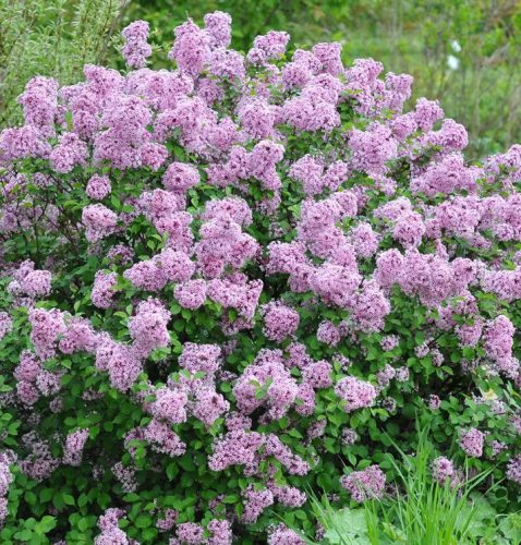 Törpe orgona 'Lillifee' fajta - Syringa meyeri 'Lillifee'