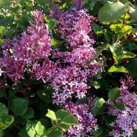   Törpe orgona 'Palibin' fajta – Syringa meyeri 'Palibin'