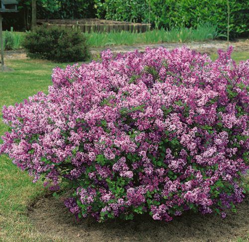 Törpe orgona 'Palibin' fajta – Syringa meyeri 'Palibin'