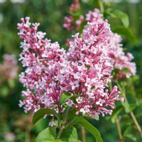   Kislevelű orgona 'Superba' fajta - Syringa microphylla 'Superba'