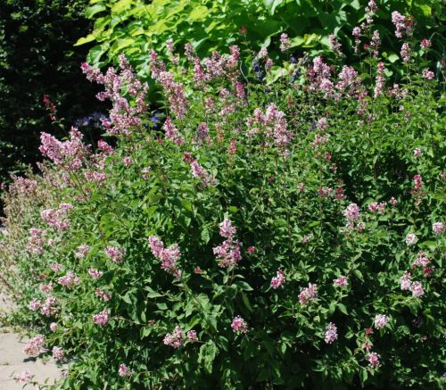 Kislevelű orgona 'Superba' fajta - Syringa microphylla 'Superba'
