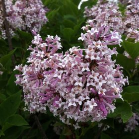   Törpe orgona 'Miss Kim' - Syringa patula 'Miss Kim'
