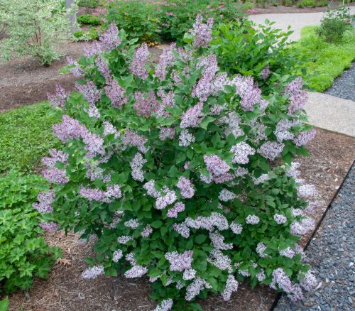 Törpe orgona 'Miss Kim' - Syringa patula 'Miss Kim'