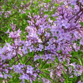   Perzsa orgona 'Laciniata' fajta - Syringa persicifolia 'Laciniata'
