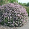 Perzsa orgona 'Laciniata' fajta - Syringa persicifolia 'Laciniata'