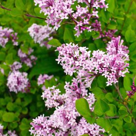   Törpe orgona 'Red Pixie' fajta – Syringa ‘Red Pixie’