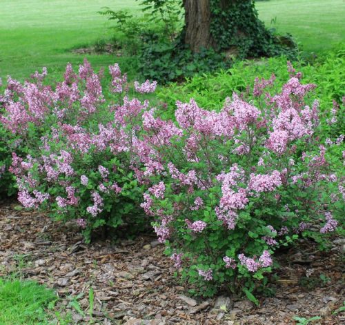 Törpe orgona 'Red Pixie' fajta – Syringa ‘Red Pixie’