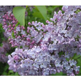 Kerti orgona - Syringa vulgaris